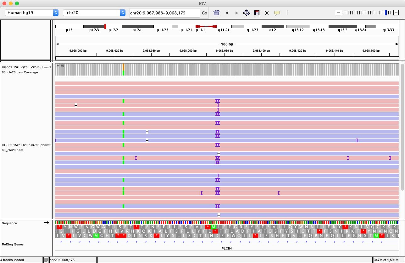 alleles 'A', 'ATATTT', 'ATATTTT'