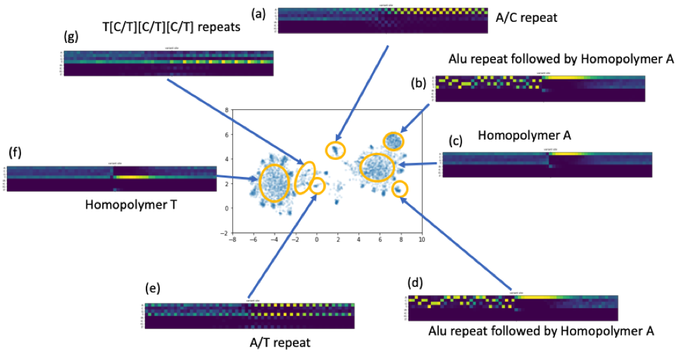 UMAP DeepVariant CCS