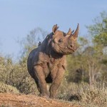 Ntombi the Rhino
