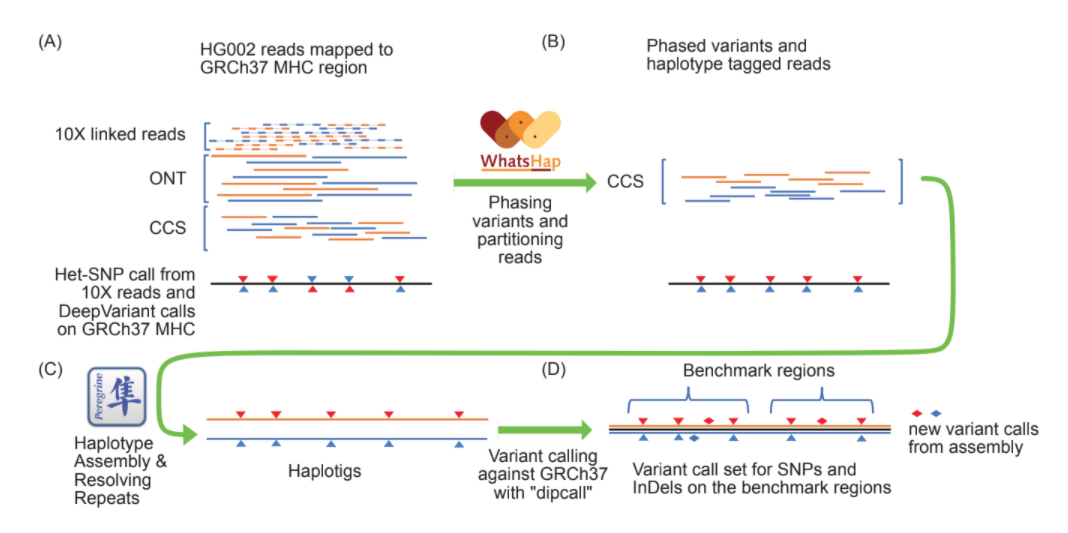 Haplotype Contig Assembly